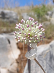 Allium commutatum