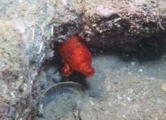 Halocynthia papillosa