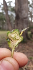 Eucalyptus globulus globulus