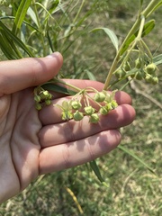 Gomphocarpus fruticosus fruticosus