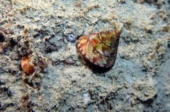 Calliostoma zizyphinum