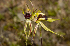 Caladenia