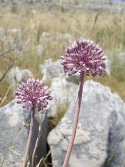 Allium commutatum