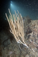 Eunicella singularis