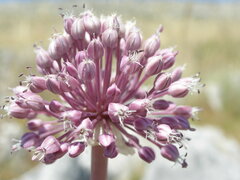 Allium commutatum
