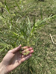 Gomphocarpus fruticosus fruticosus