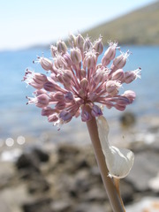 Allium commutatum