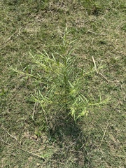 Gomphocarpus fruticosus fruticosus