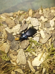 Carabus purpurascens