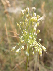 Allium flavum