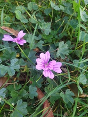 Malva sylvestris