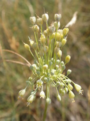 Allium flavum
