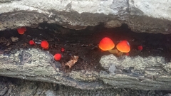 Pluteus aurantiorugosus