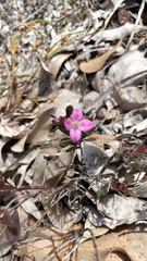 Boronia crenulata