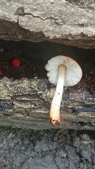 Pluteus aurantiorugosus