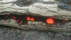 Pluteus aurantiorugosus