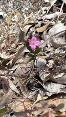 Boronia crenulata