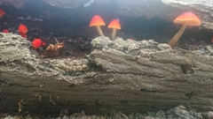 Pluteus aurantiorugosus