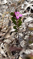 Boronia crenulata