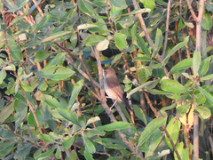 Acrocephalus palustris