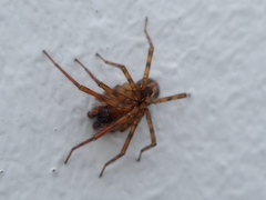 Amaurobius