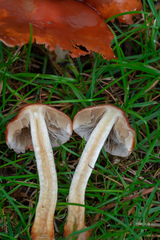Agaricomycetes