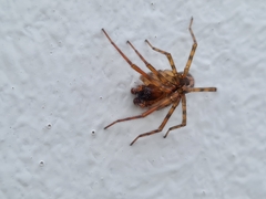 Amaurobius