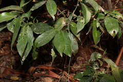 Cryptocarya glaucescens