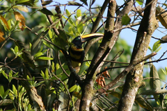 Pteroglossus pluricinctus