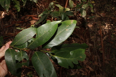 Cryptocarya glaucescens