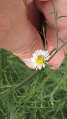 Symphyotrichum pilosum