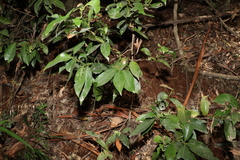 Cryptocarya glaucescens