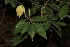 Neolitsea dealbata