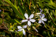 Billardiera cymosa