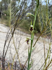 Calochilus campestris