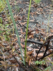 Calochilus campestris