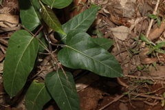 Leichhardtia liisae