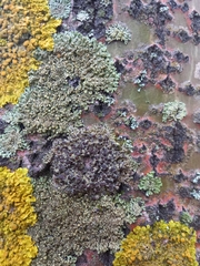 Phaeophyscia ciliata