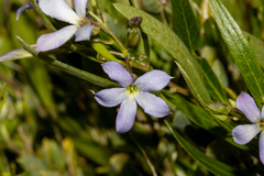 Billardiera cymosa