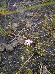Utricularia multifida
