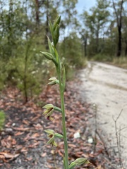 Calochilus campestris