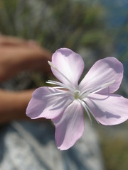 Dianthus ciliatus