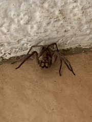 Lycosoidea