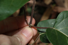 Leichhardtia liisae