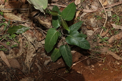 Leichhardtia liisae