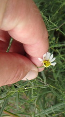 Symphyotrichum pilosum
