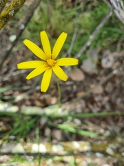 Microseris walteri