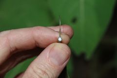 Leichhardtia liisae