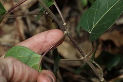 Leichhardtia liisae