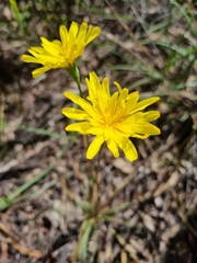 Microseris walteri